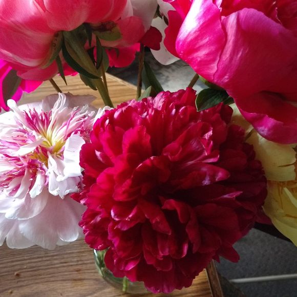 Meet your Posher, Donna - Picture 1 of 1